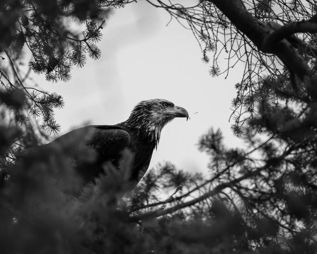 Bald Eagle in the Trees