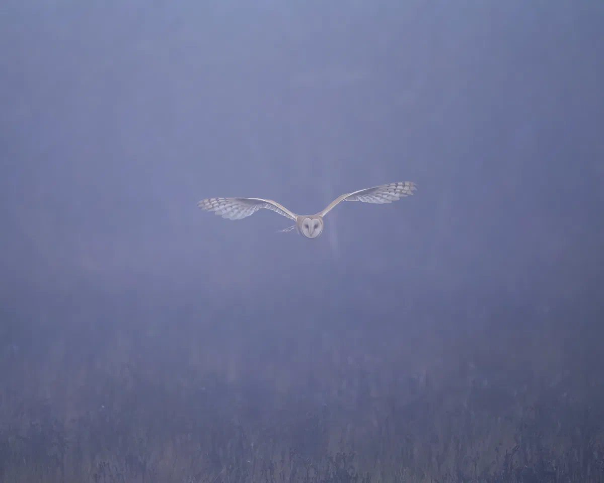 Barn Owl