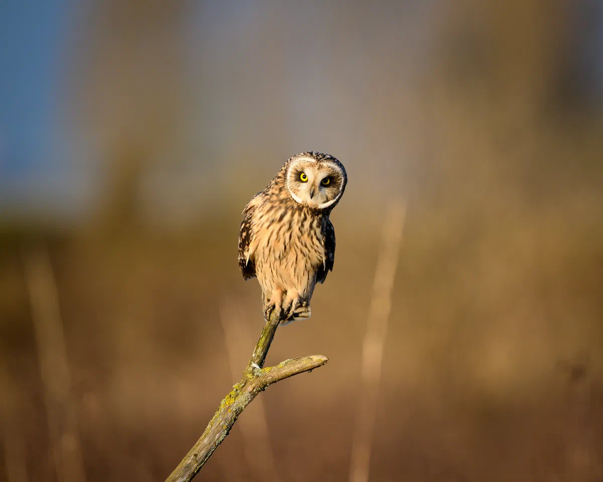 Curiosity
