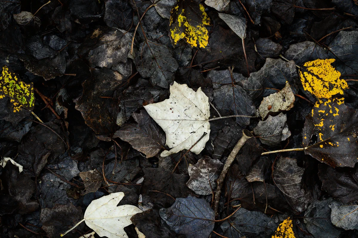 Deadfall