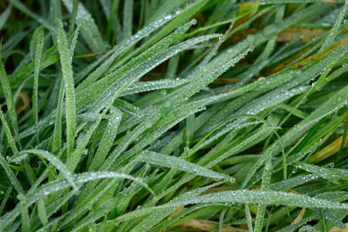 Dew