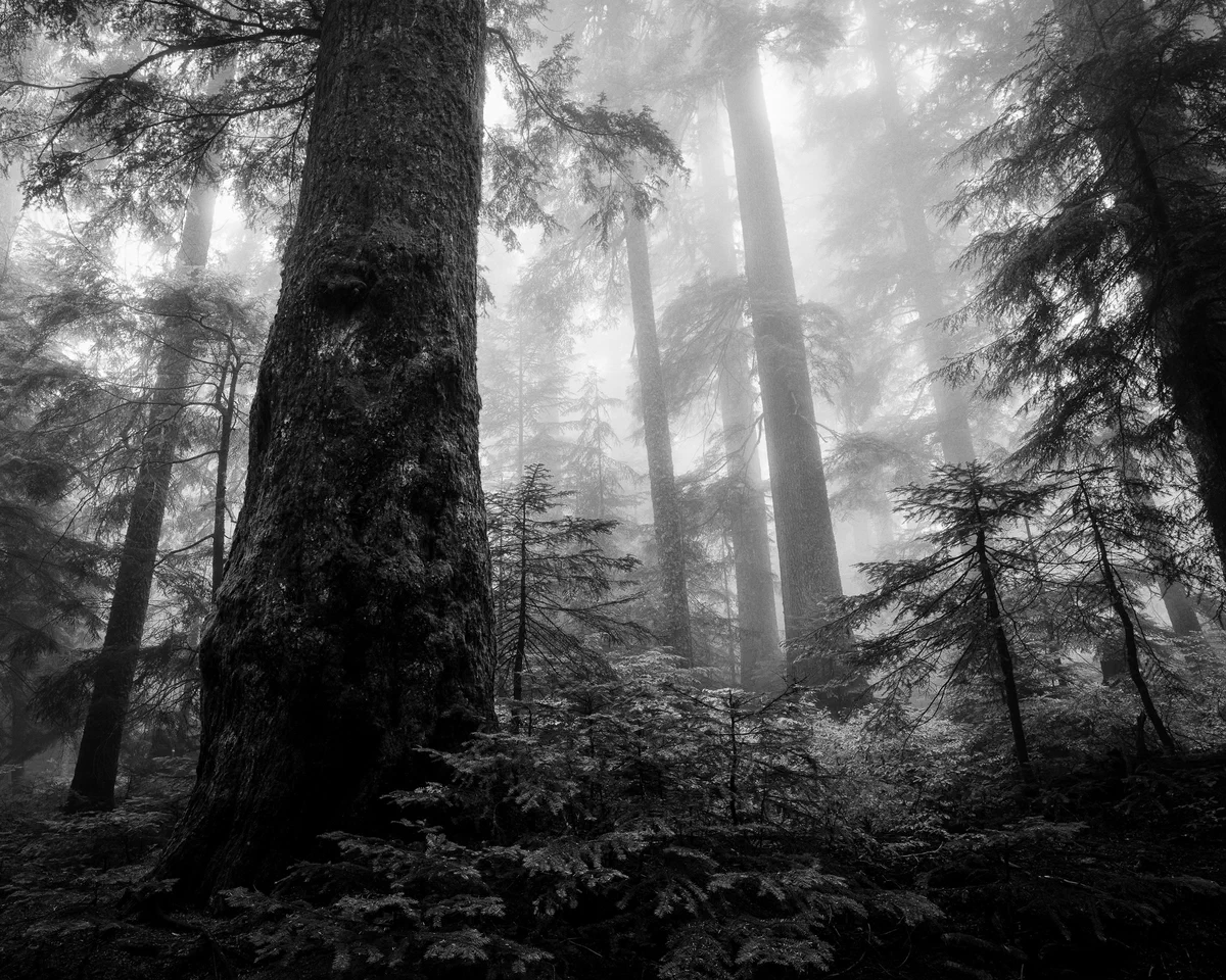 Elders of the forest