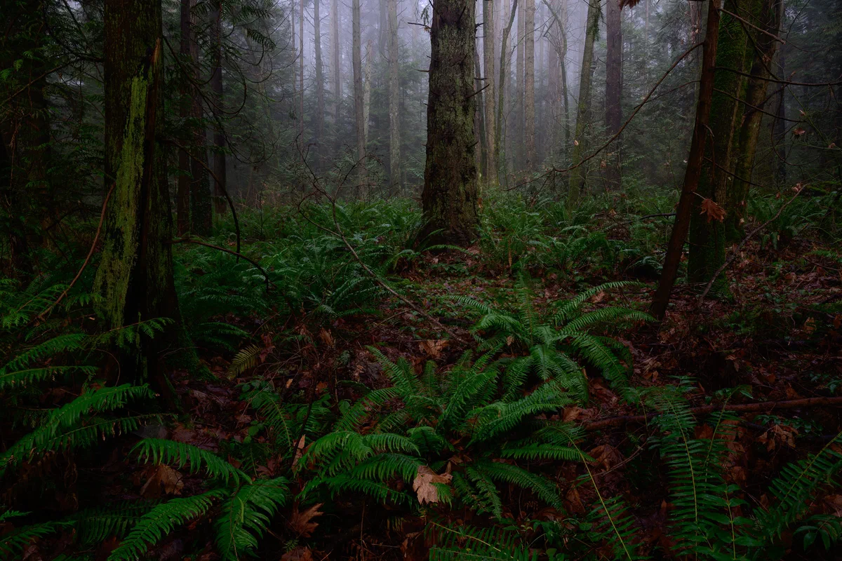 Ferns and Fog