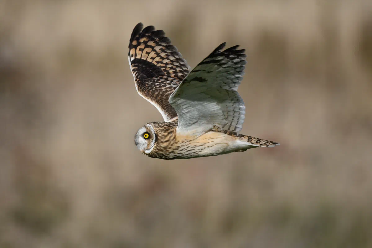Flyby
