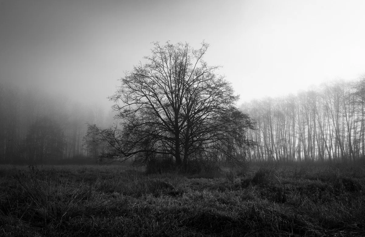 Fog and Silience