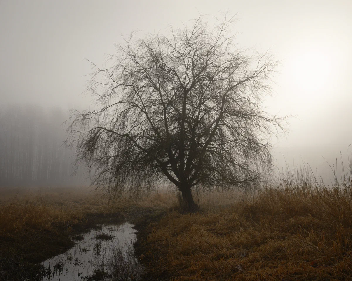 Foggy Sunrise