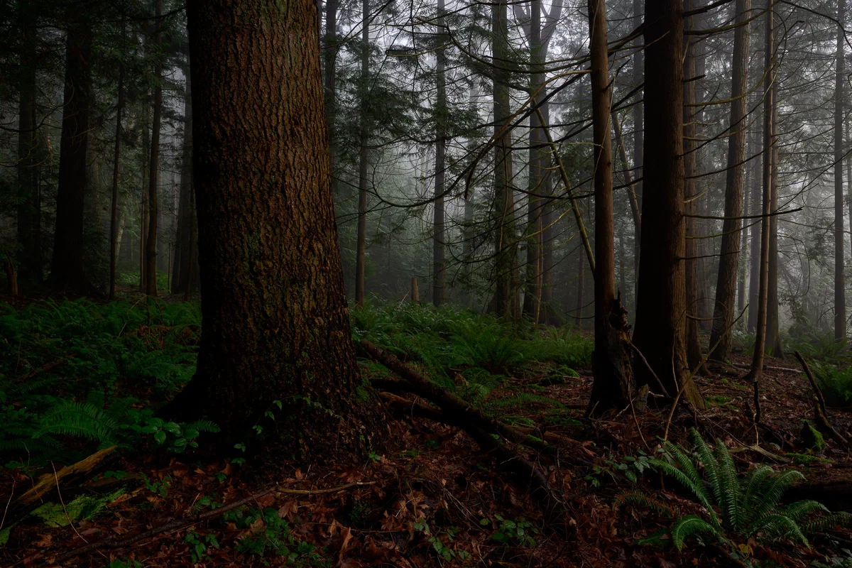 Forest and Fog