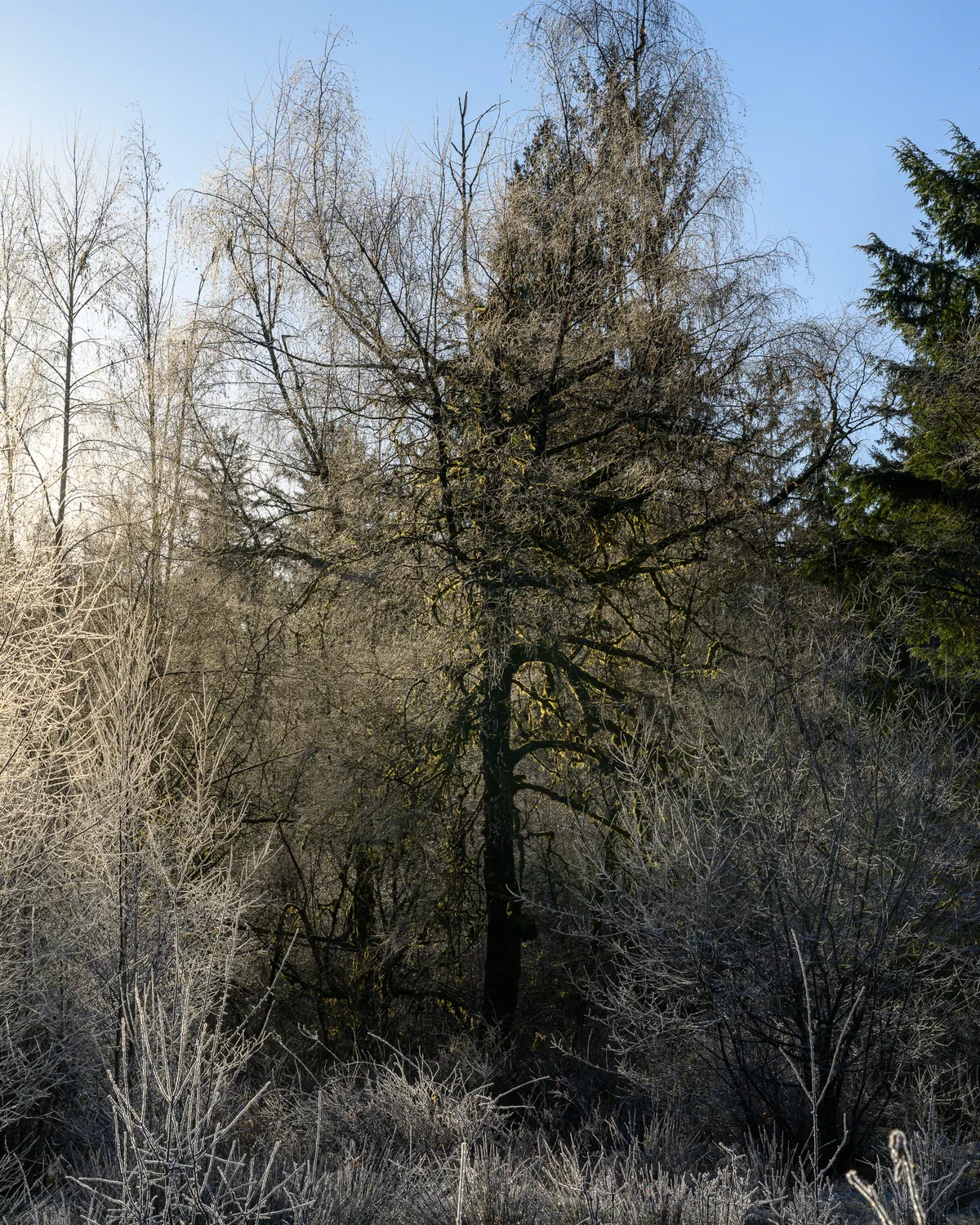 Frozen Light