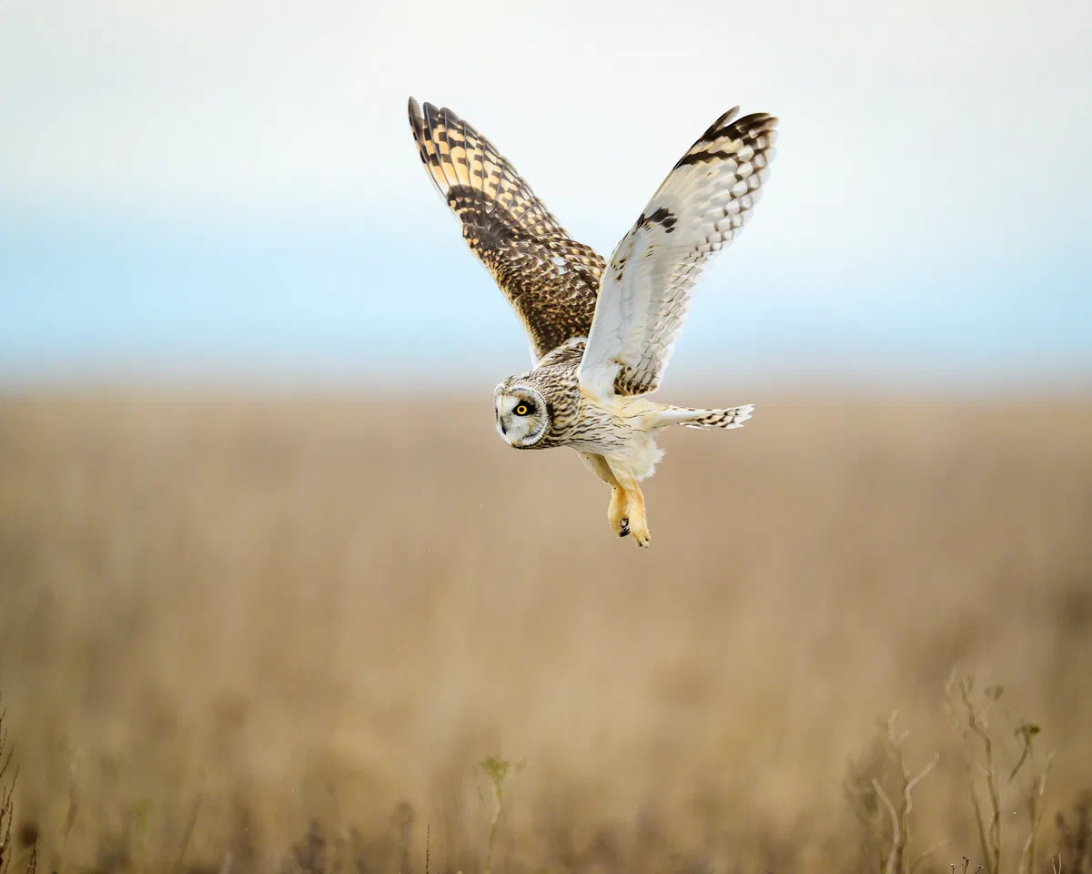 Gear Down