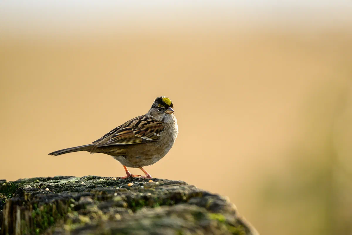 Golden Crowned Sparrow