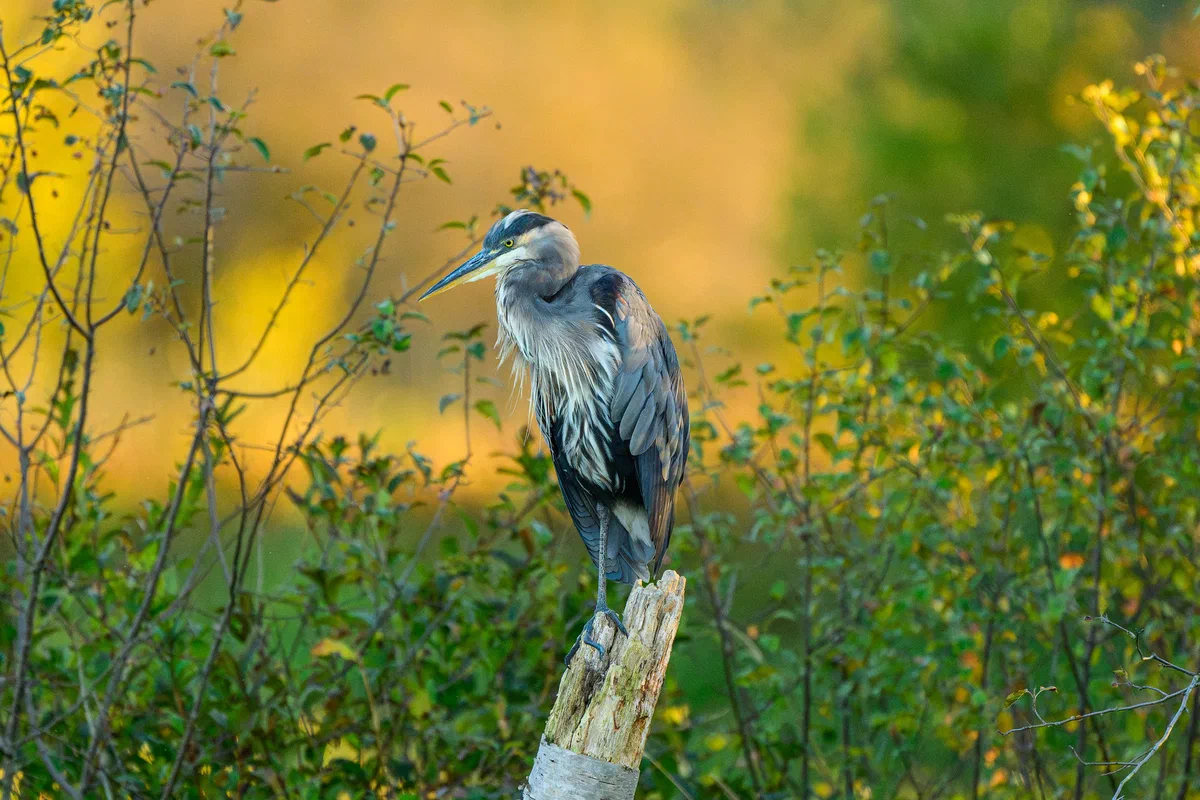 Great Blue Heron