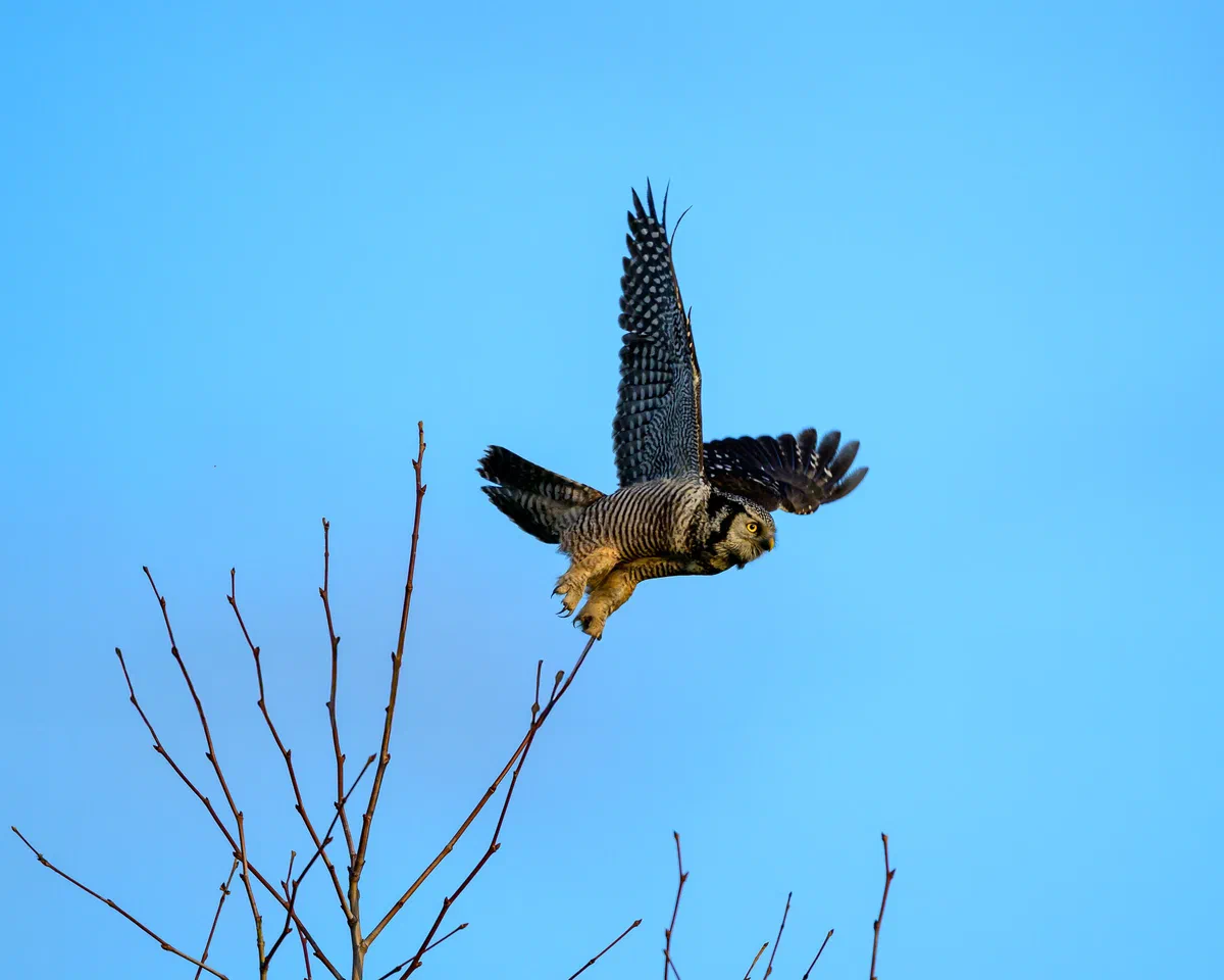 Hawk Owl Takeoff