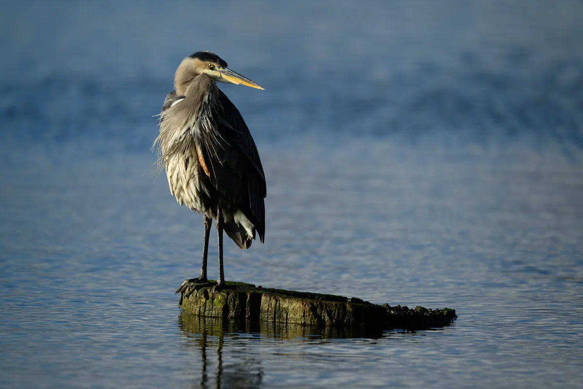 Heron in a Pond