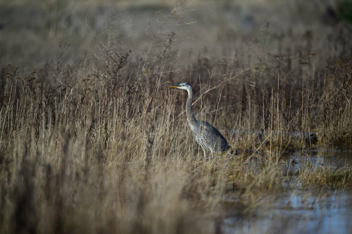Heron in the marsh