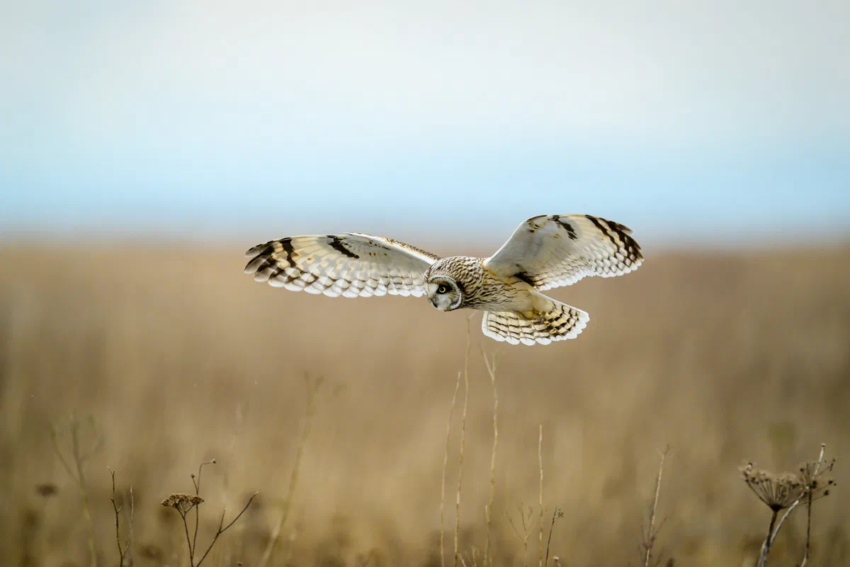Hovering