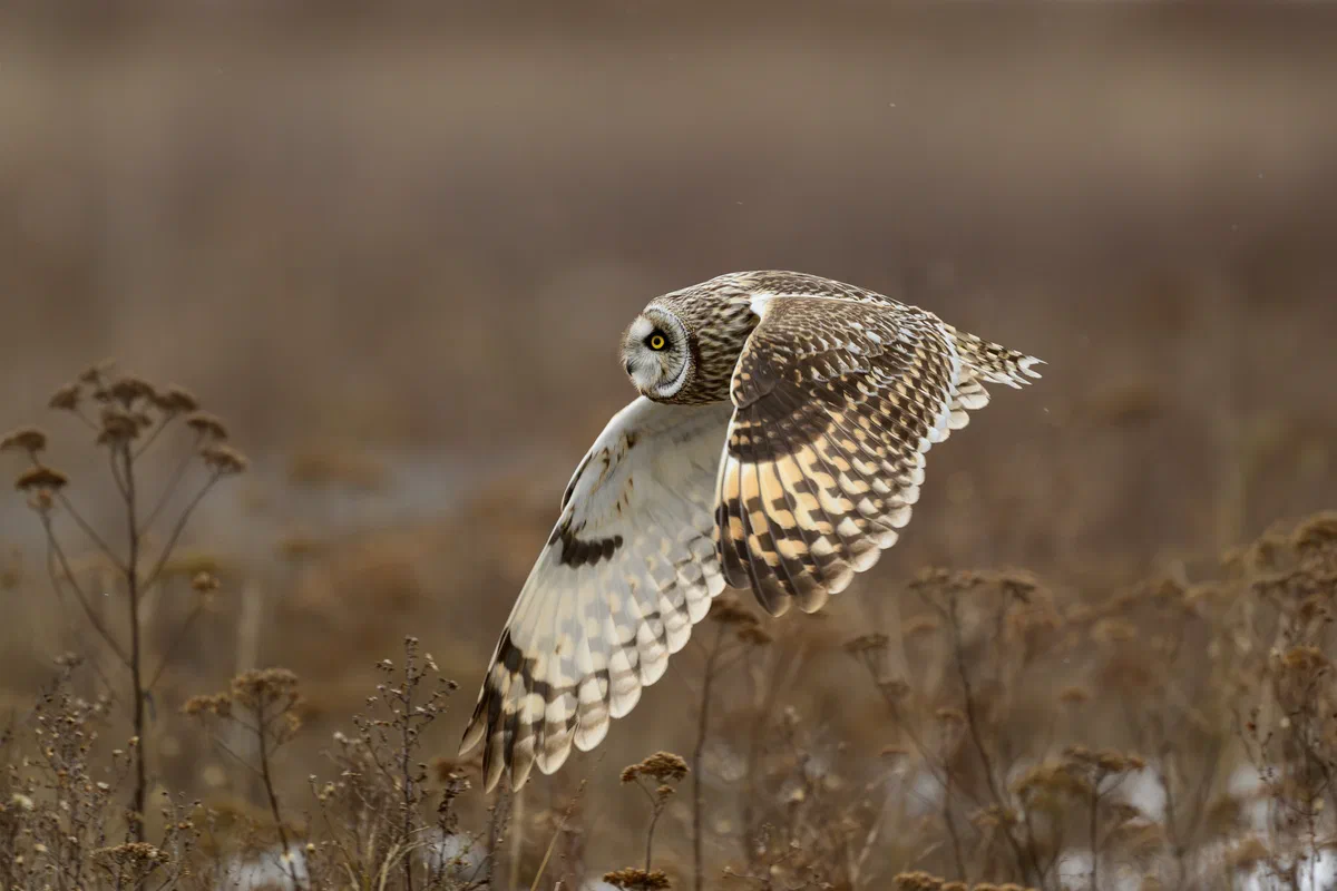 Hunting