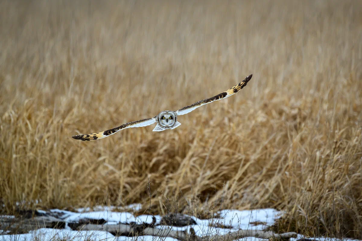 Icy Marsh