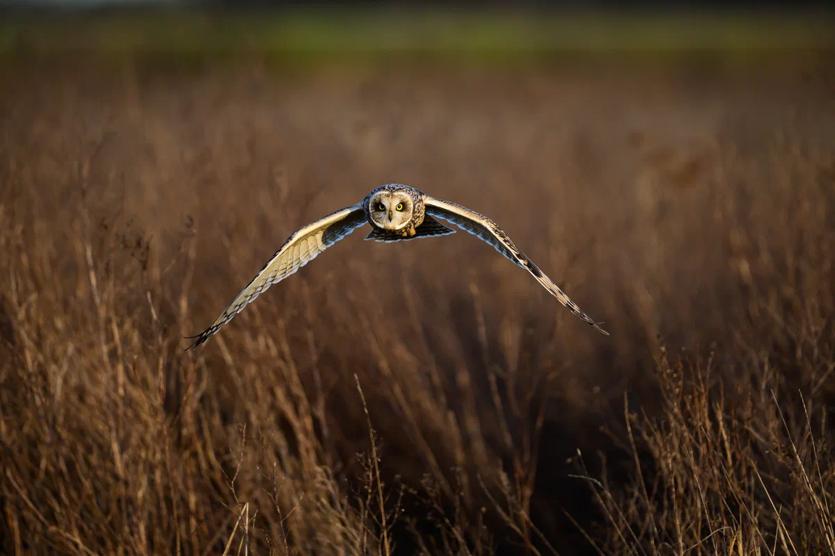 In the reeds