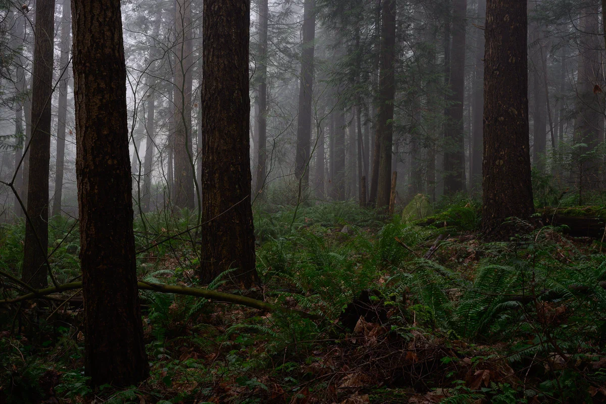 Into the mist