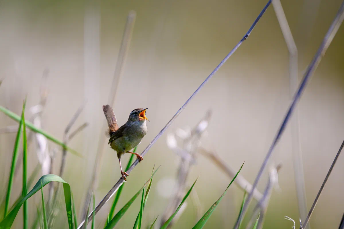 Marsh Wren