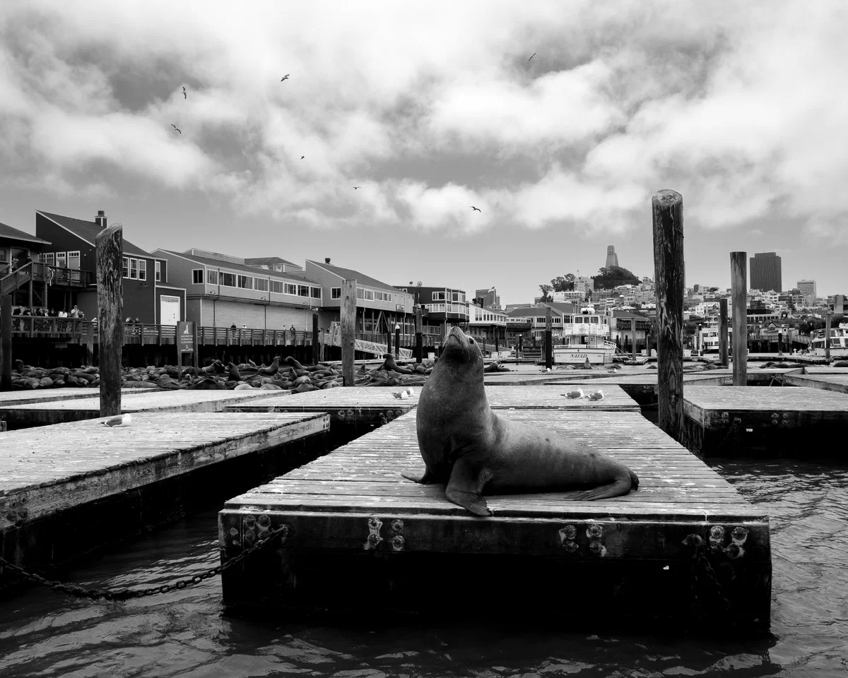 Mayor of Pier 39