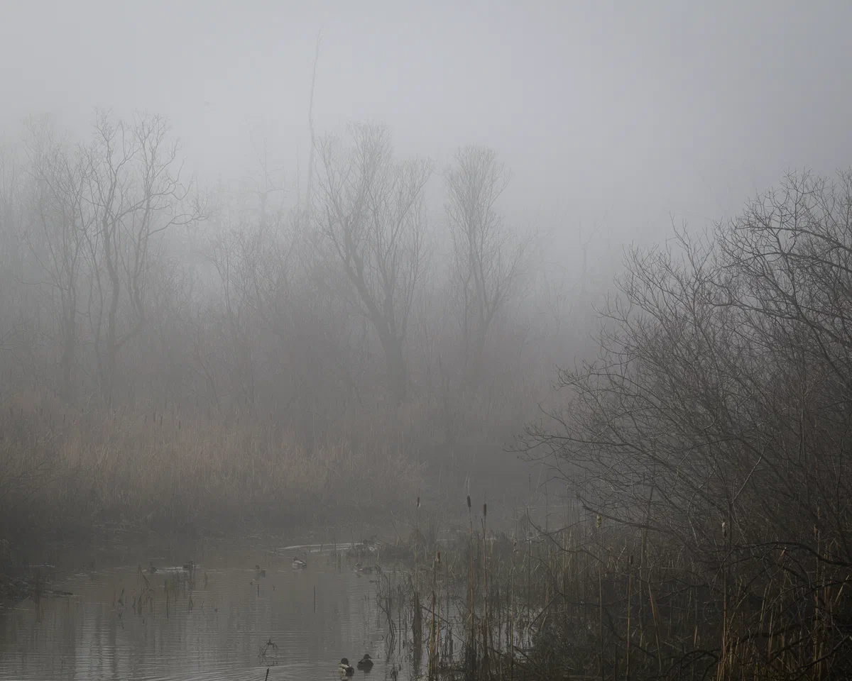 Mist and Stillness