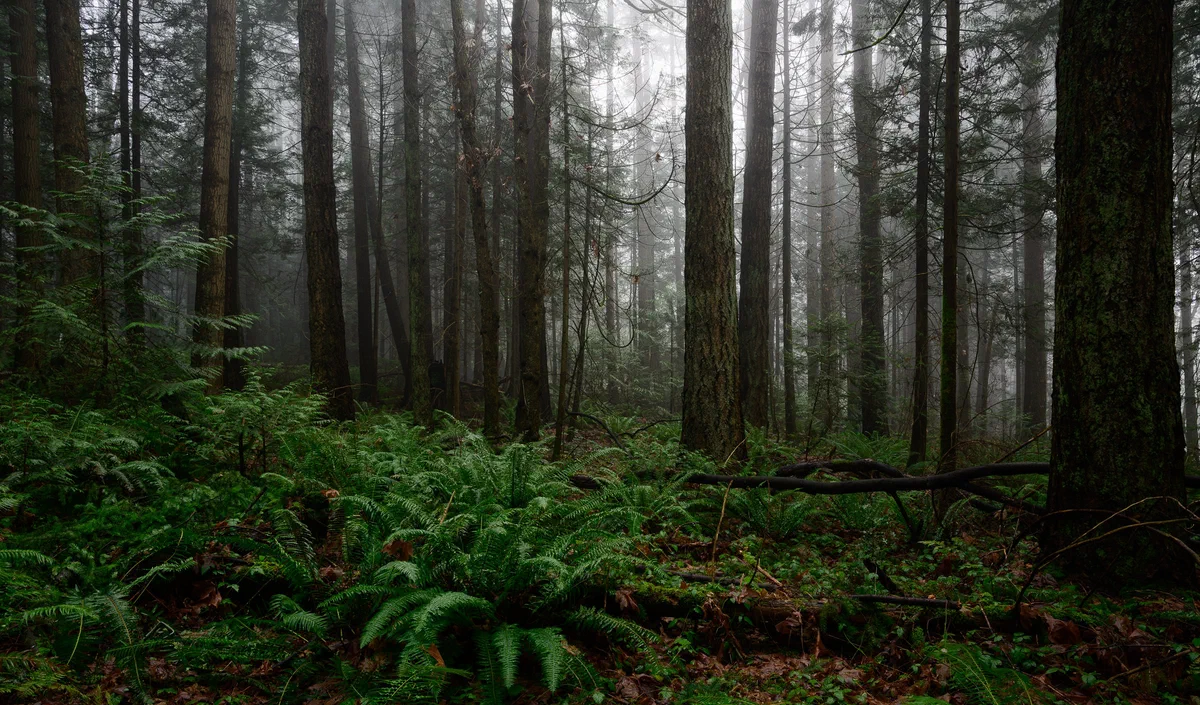 Misty Walks