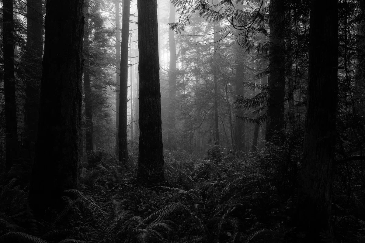 Moody Walk