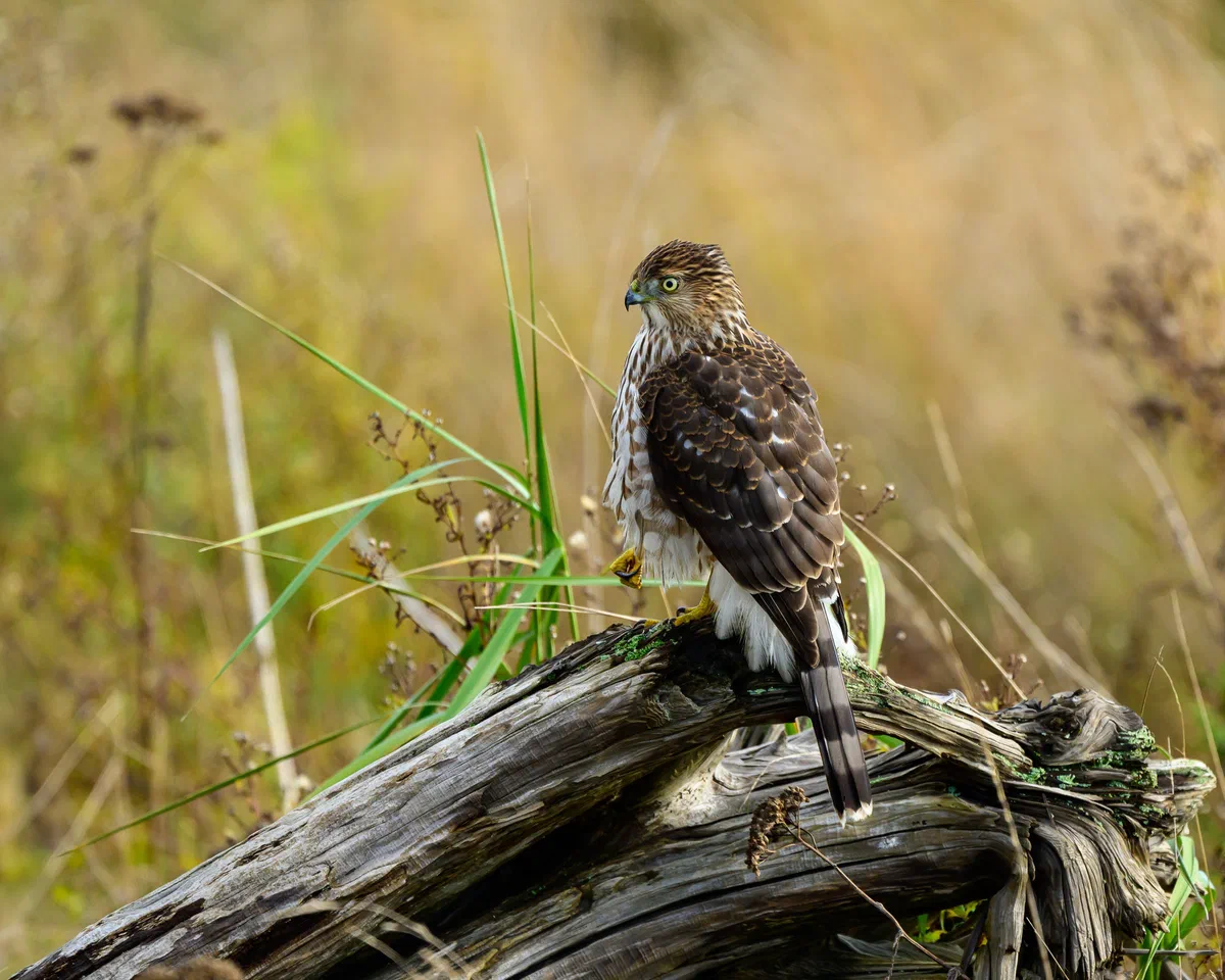 Morning Coopers Hawk