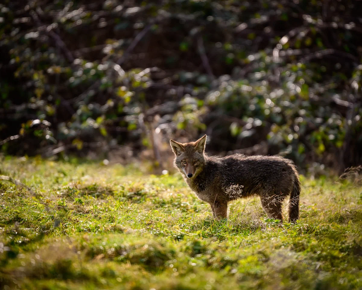 Morning Coyote