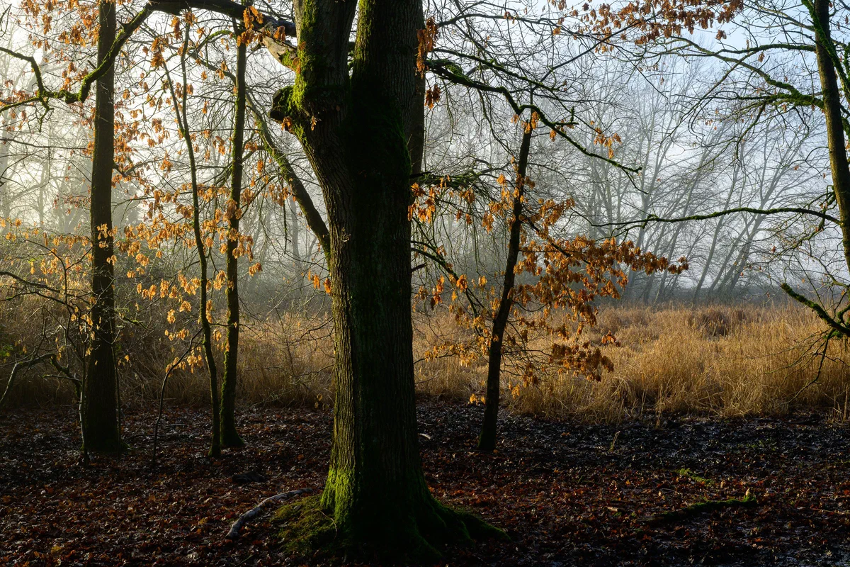 Morning Light