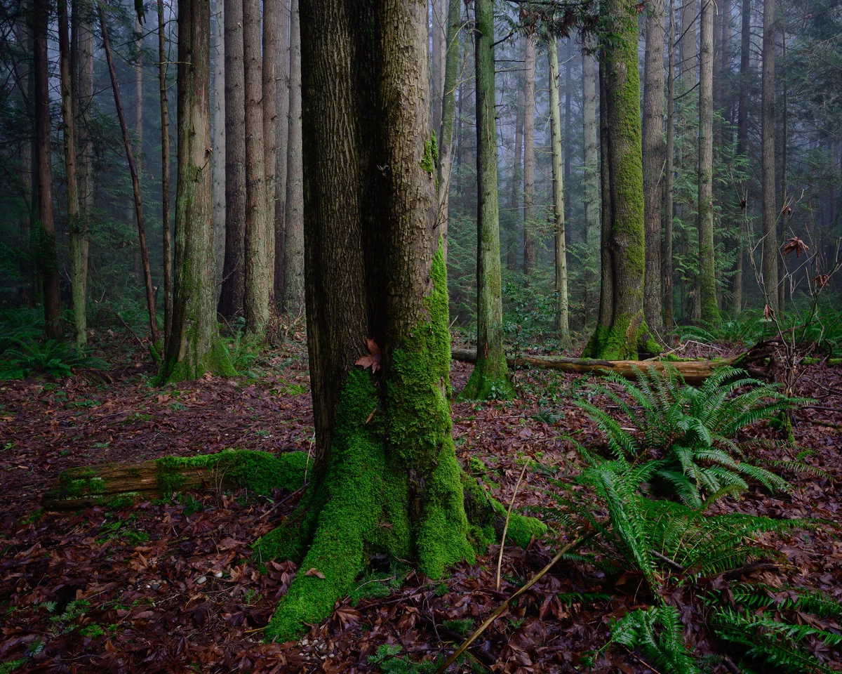 Moss, deadfall and fog
