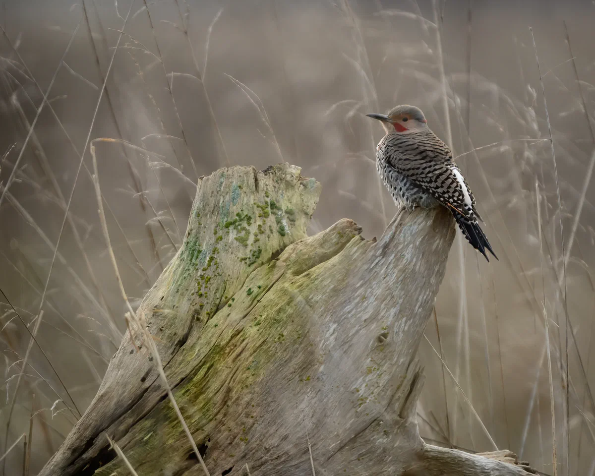 Northern Flicker