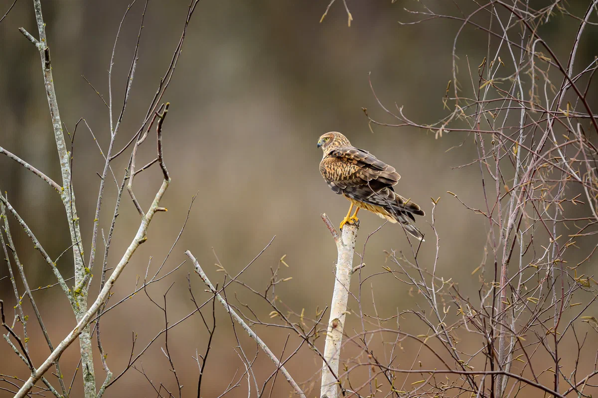 Northern Harrier