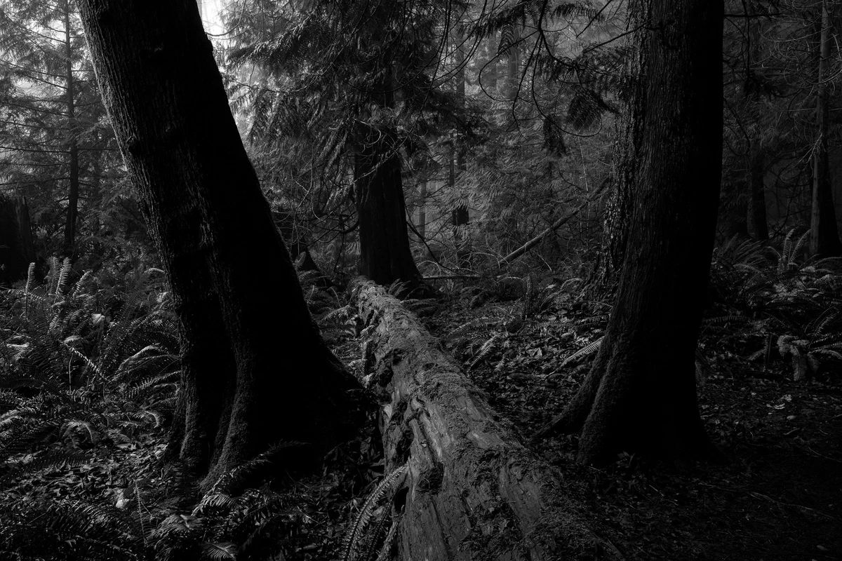 Nurse Log