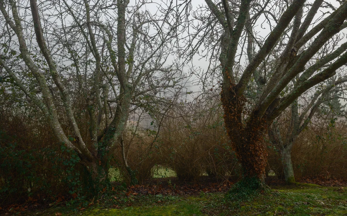 Path to the shire