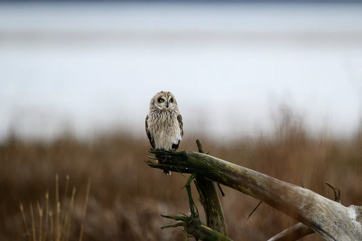 Perched