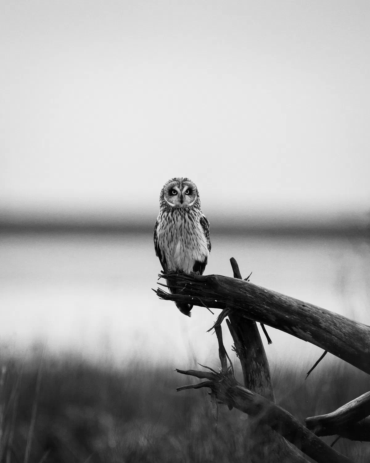 Perched