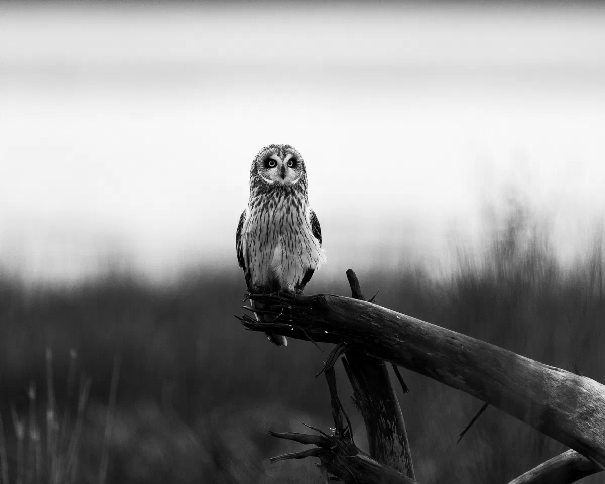 Perched