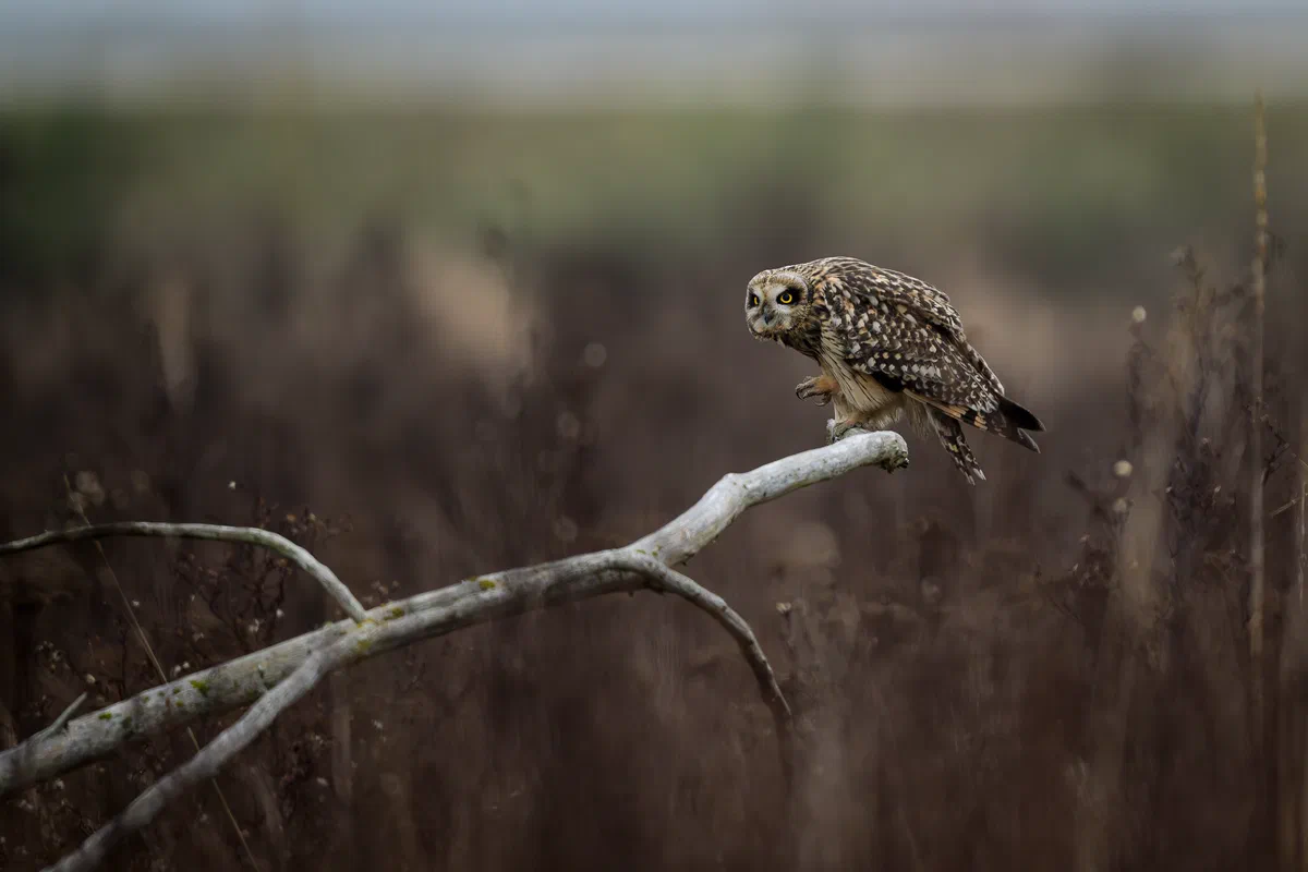 Preening
