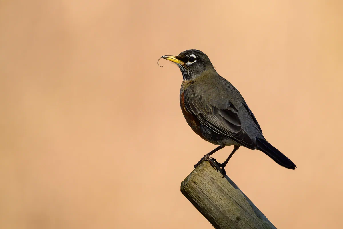 Robin