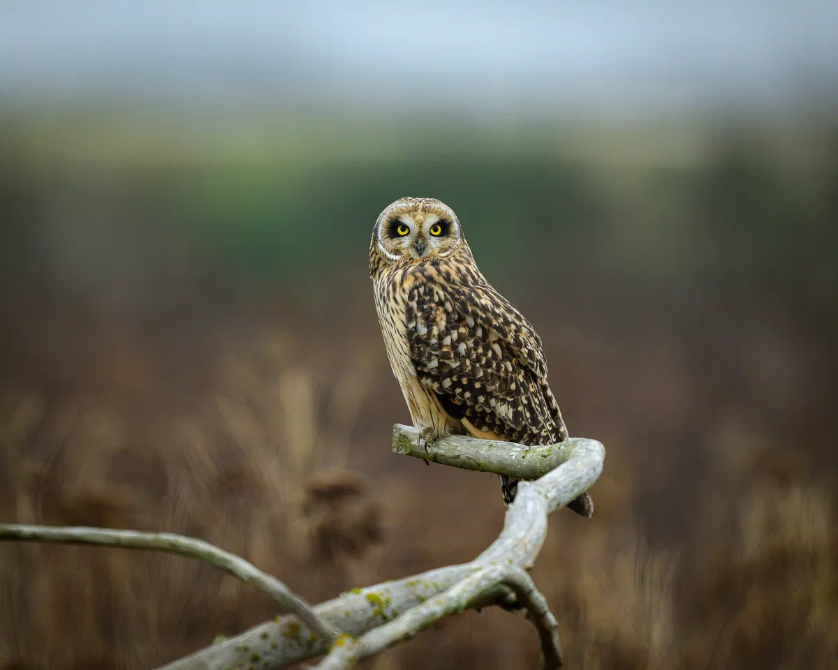 Short Eared Owl