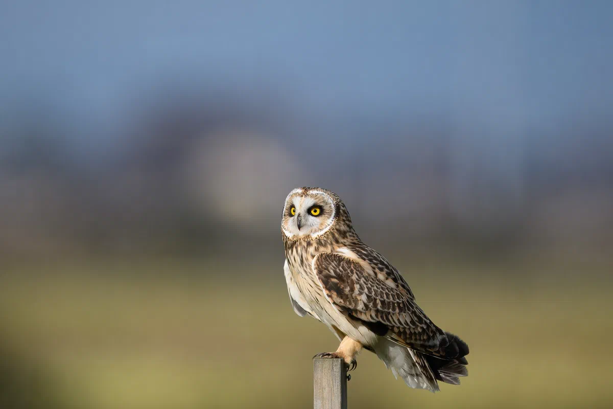 Short Eared Owl