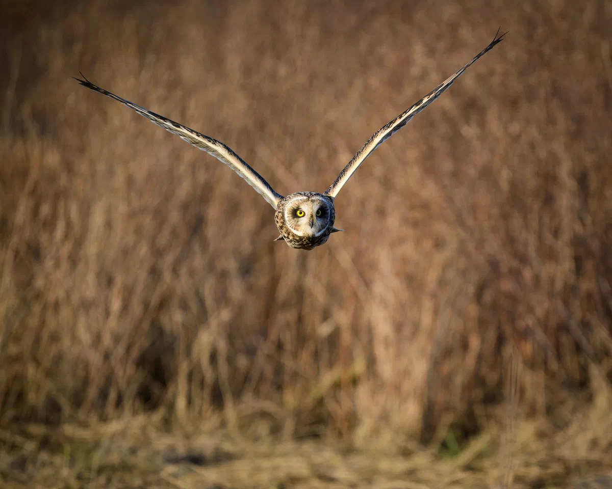 Short Earred Owl