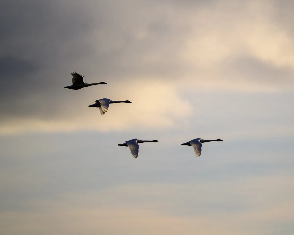 Swan Skies