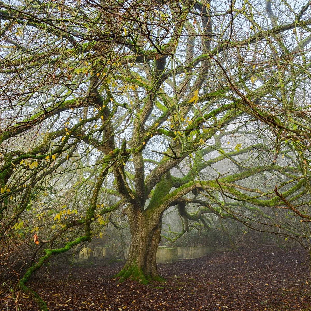Tangled Branches and Ruins