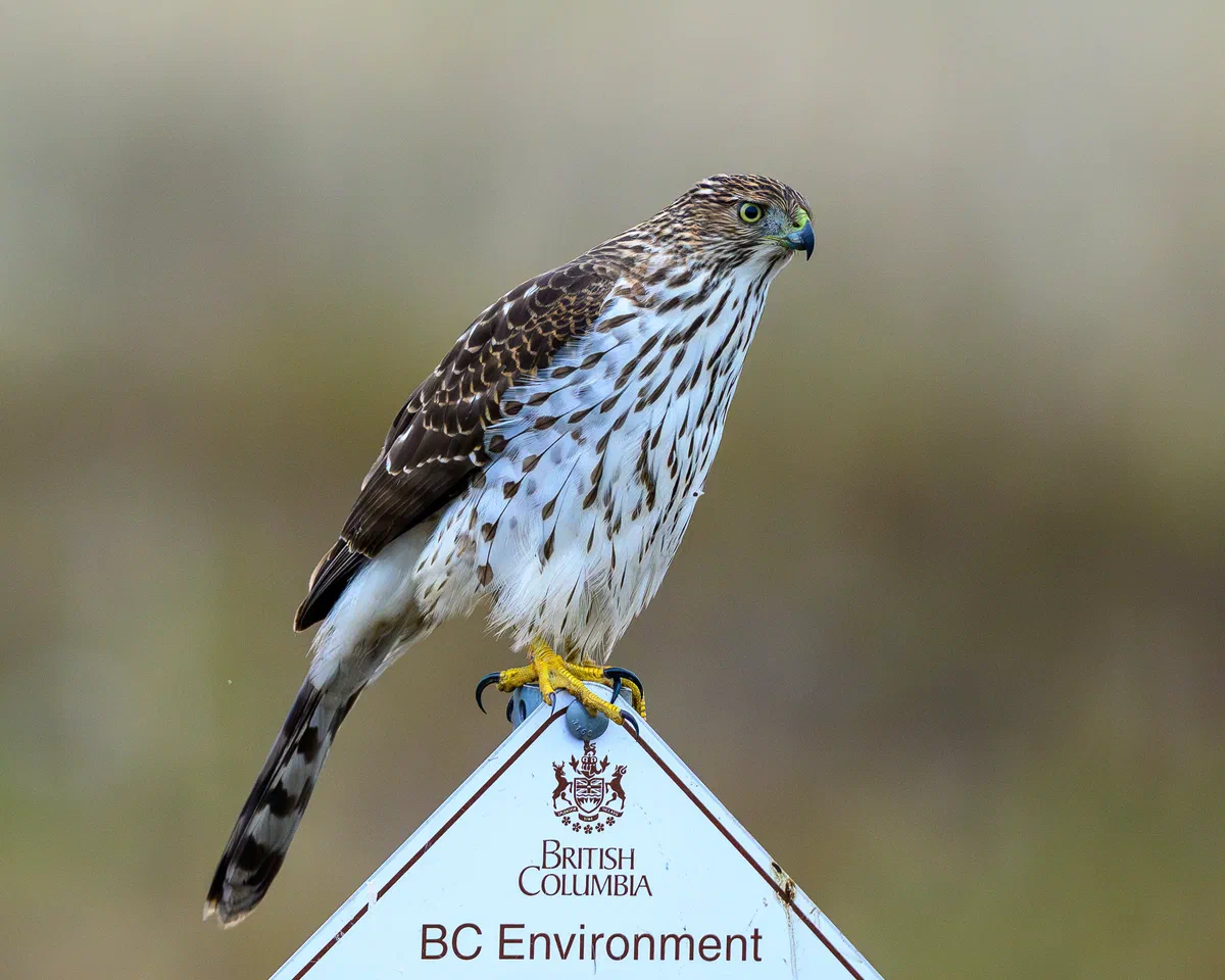 The Environmentalist