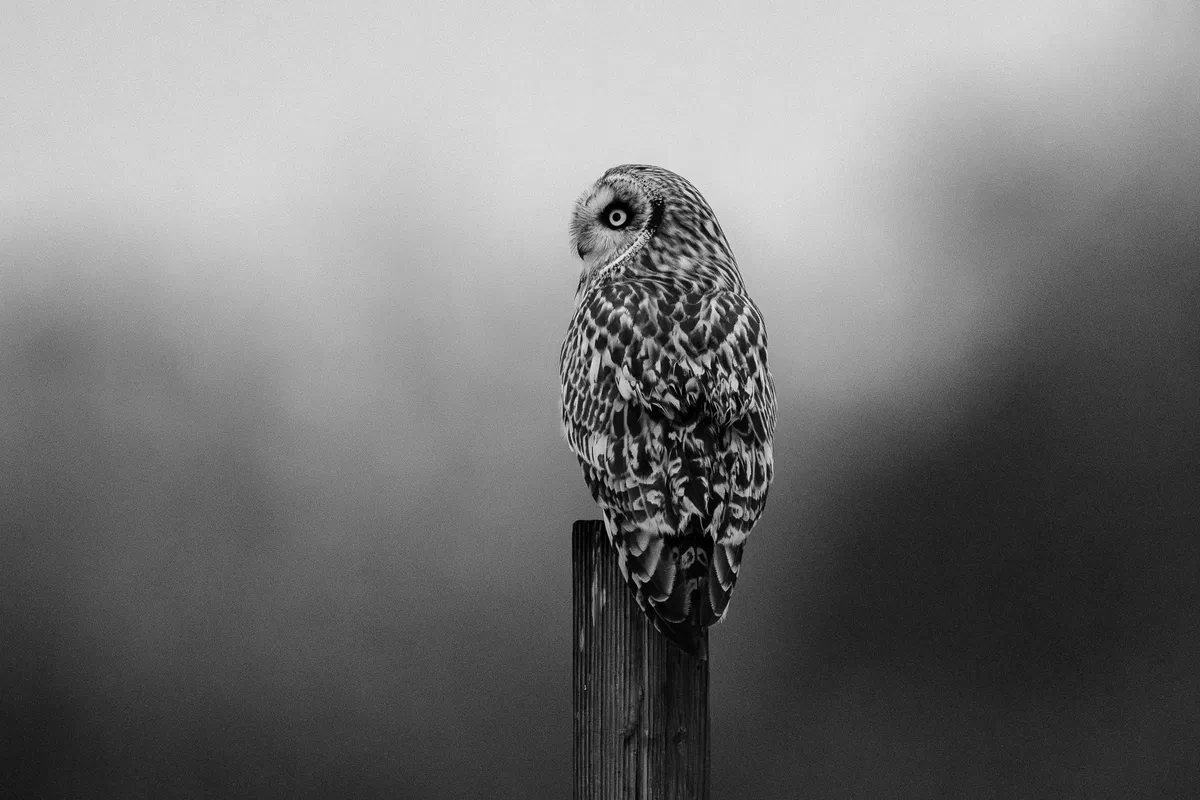 The Lookout