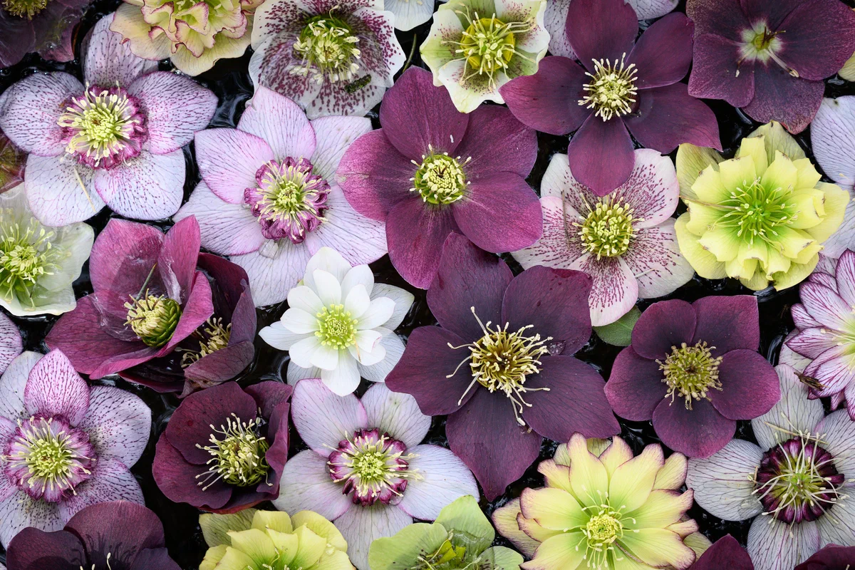 Water Lillies