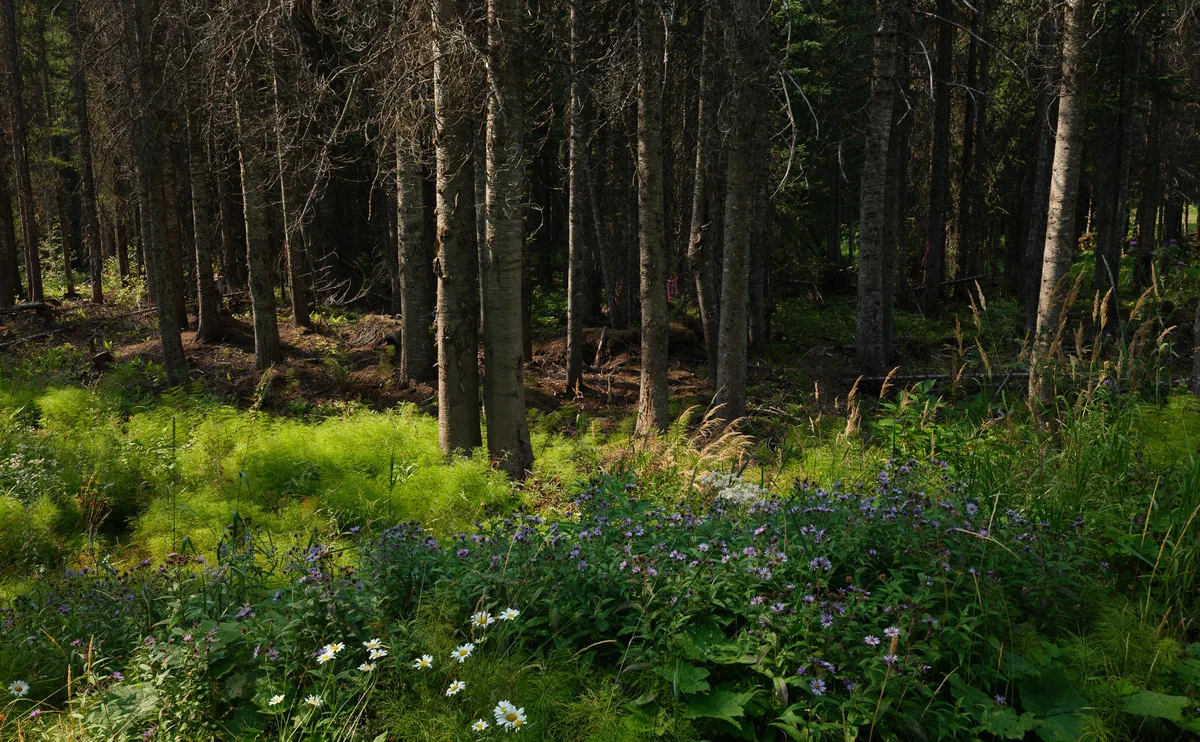 Wildflowers and forest